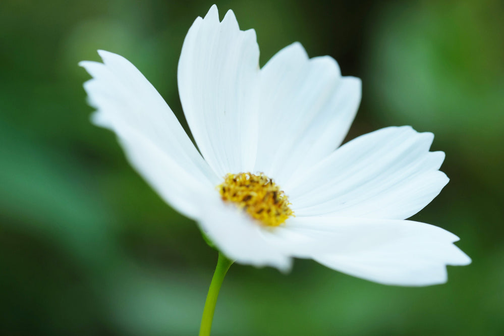 Seeds - white sensation purity cosmos flower