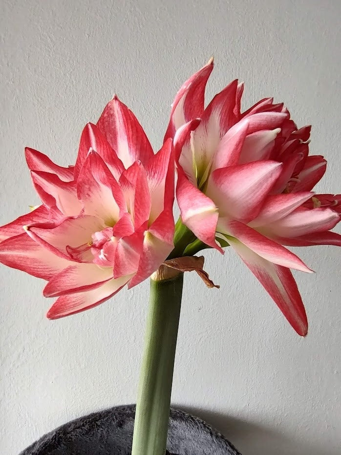 Blossom peacock amaryllis bulb