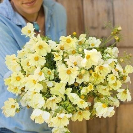 Seeds - xanthos yellow cosmos flower