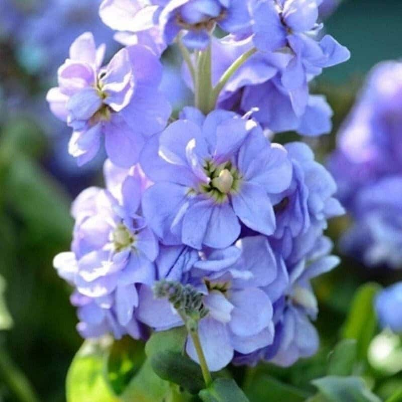 Seeds - hoary stock blue lavender matthiola flower