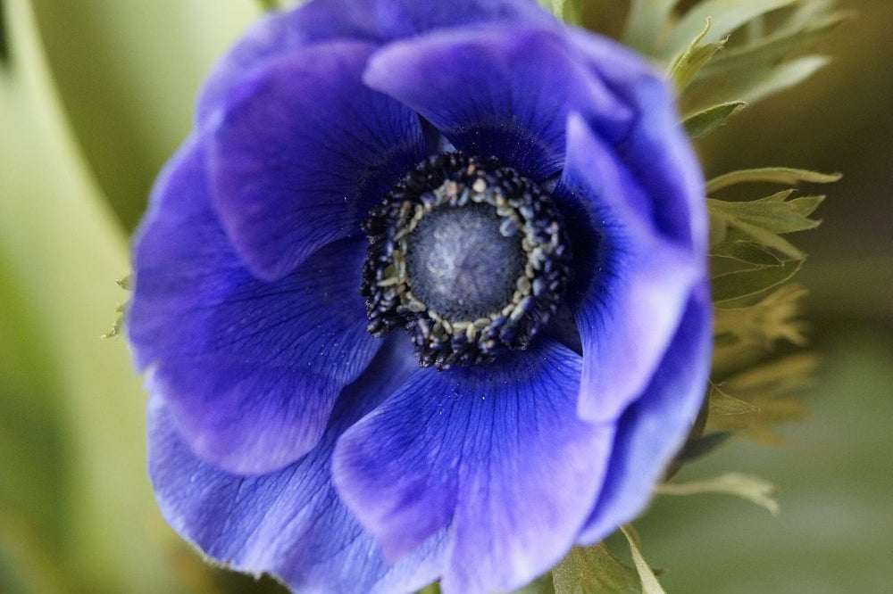 Anemone jerusalem blue corms bulbs