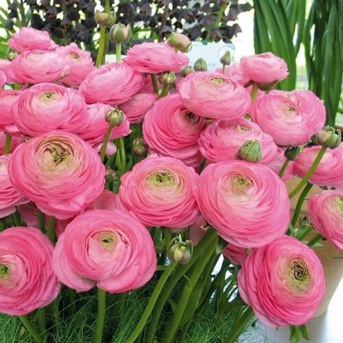 Ranunculus aviv rose corm bulb