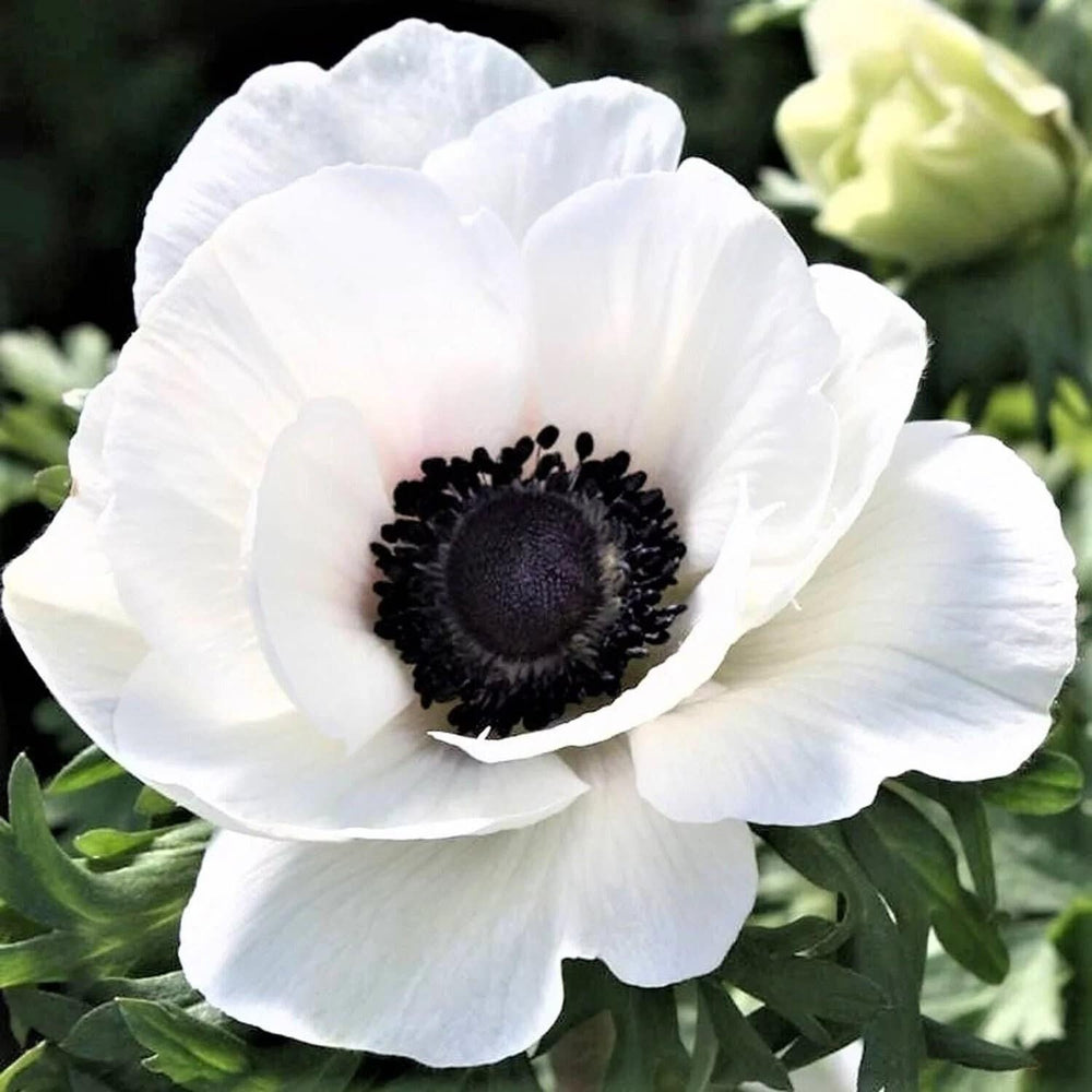 Anemone marianne panda white med 3/4 size corms bulbs