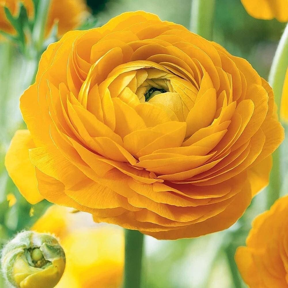 Yellow tecolote ranunculus corm bulb