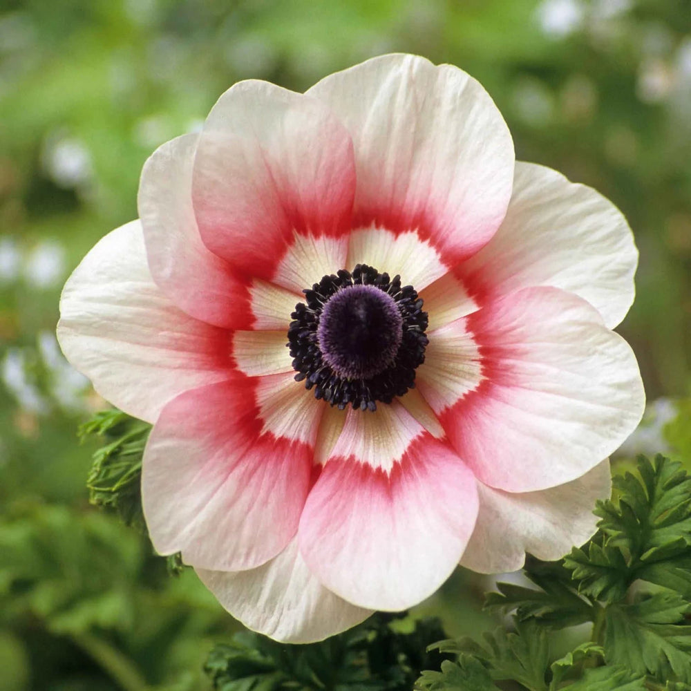 Anemone rainbow red white large 4/5 size corms bulbs