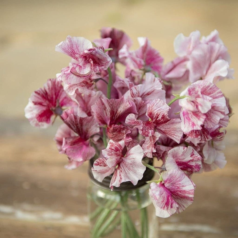 Seeds - streamer chocolate sweet pea flower