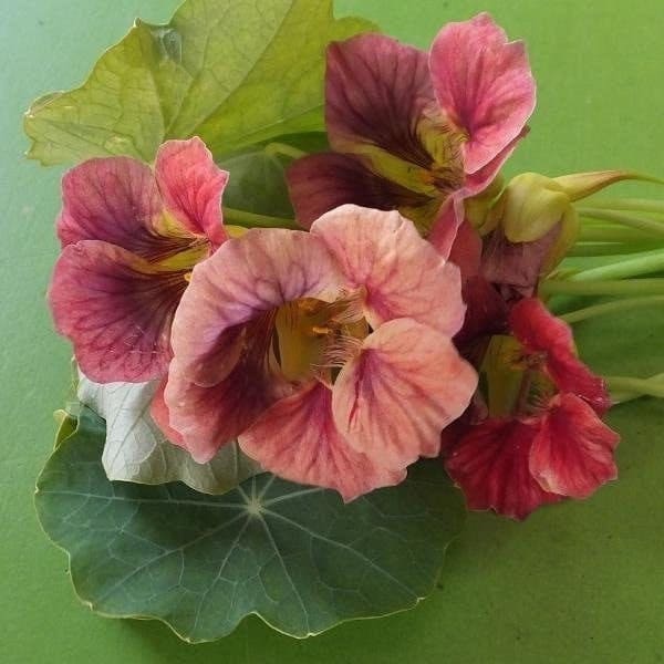 Seeds - ladybird rose nasturtium flower