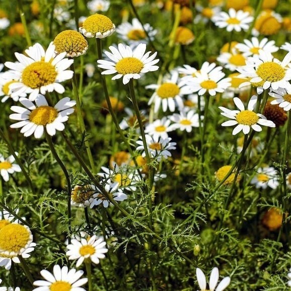 Seeds - german chamomile flower