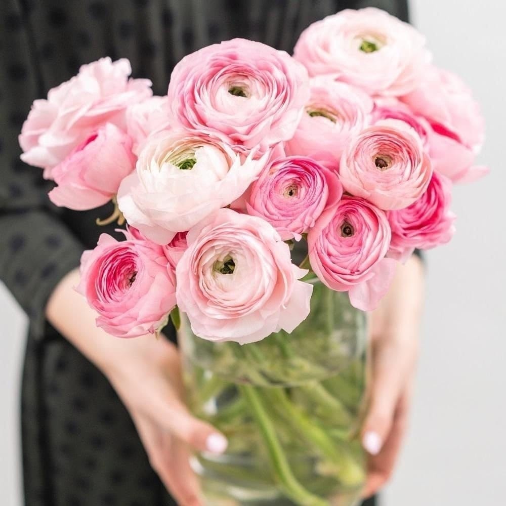 Jumbo pastel mix tecolote ranunculus corm bulb