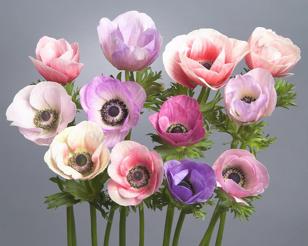 Corm - anemone galilee pastel mix