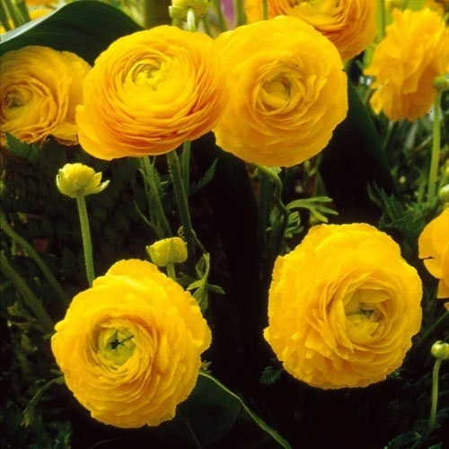 Ranunculus aviv yellow corms bulbs