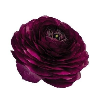 Nero elegance ranunculus corm bulb