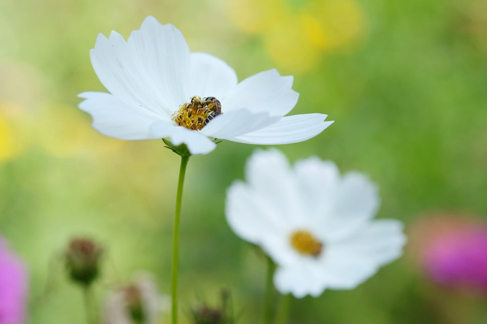 Seeds - white sensation purity cosmos flower