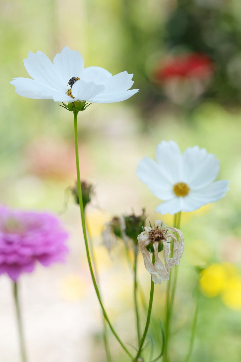 Seeds - white sensation purity cosmos flower