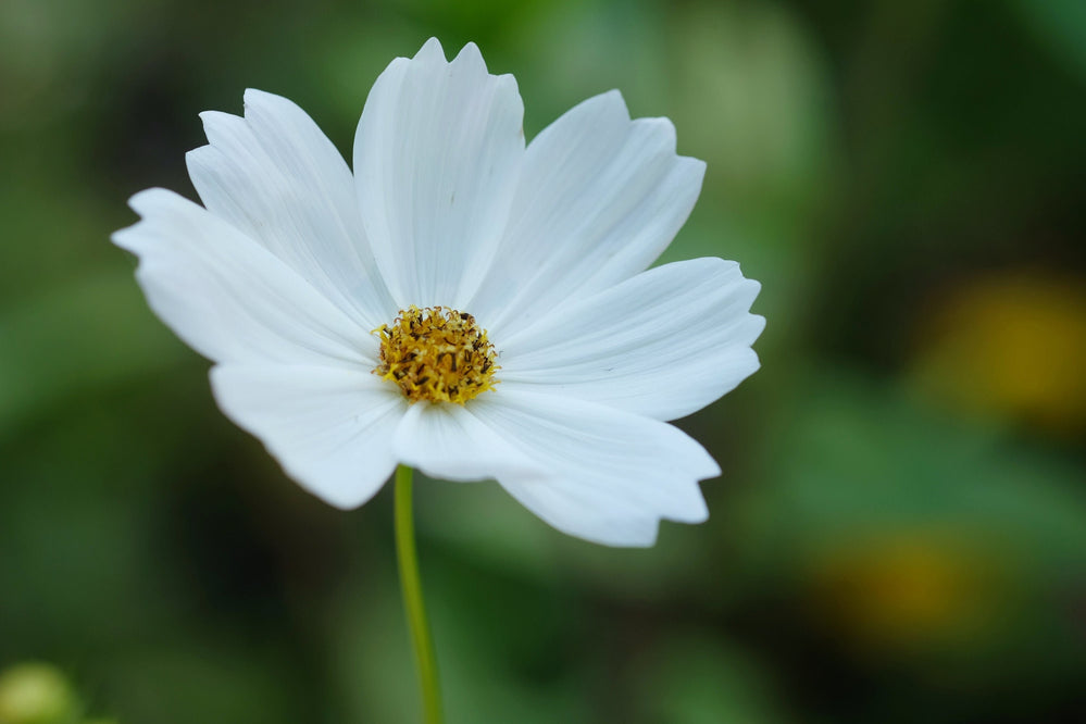 Seeds - white sensation purity cosmos flower