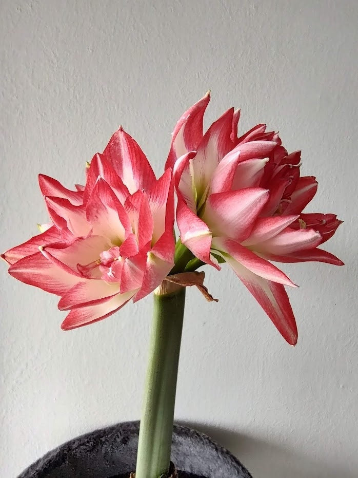 Blossom peacock amaryllis bulb