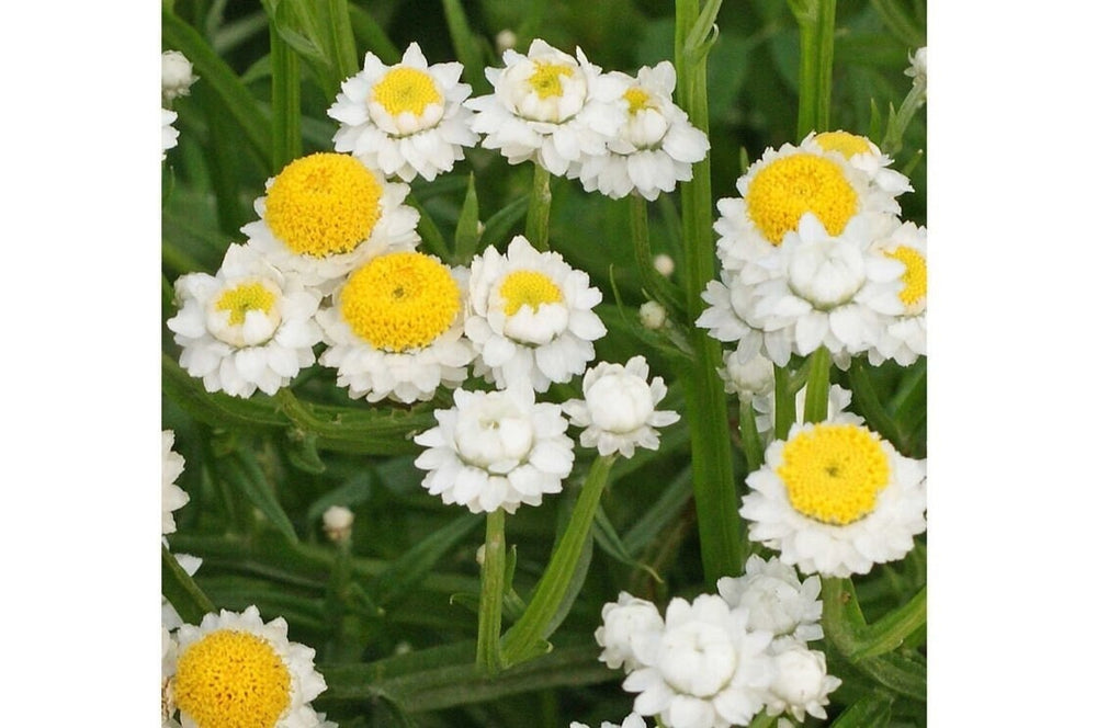 Seeds - winged everlasting flower