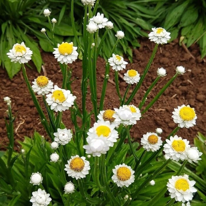 Seeds - winged everlasting flower