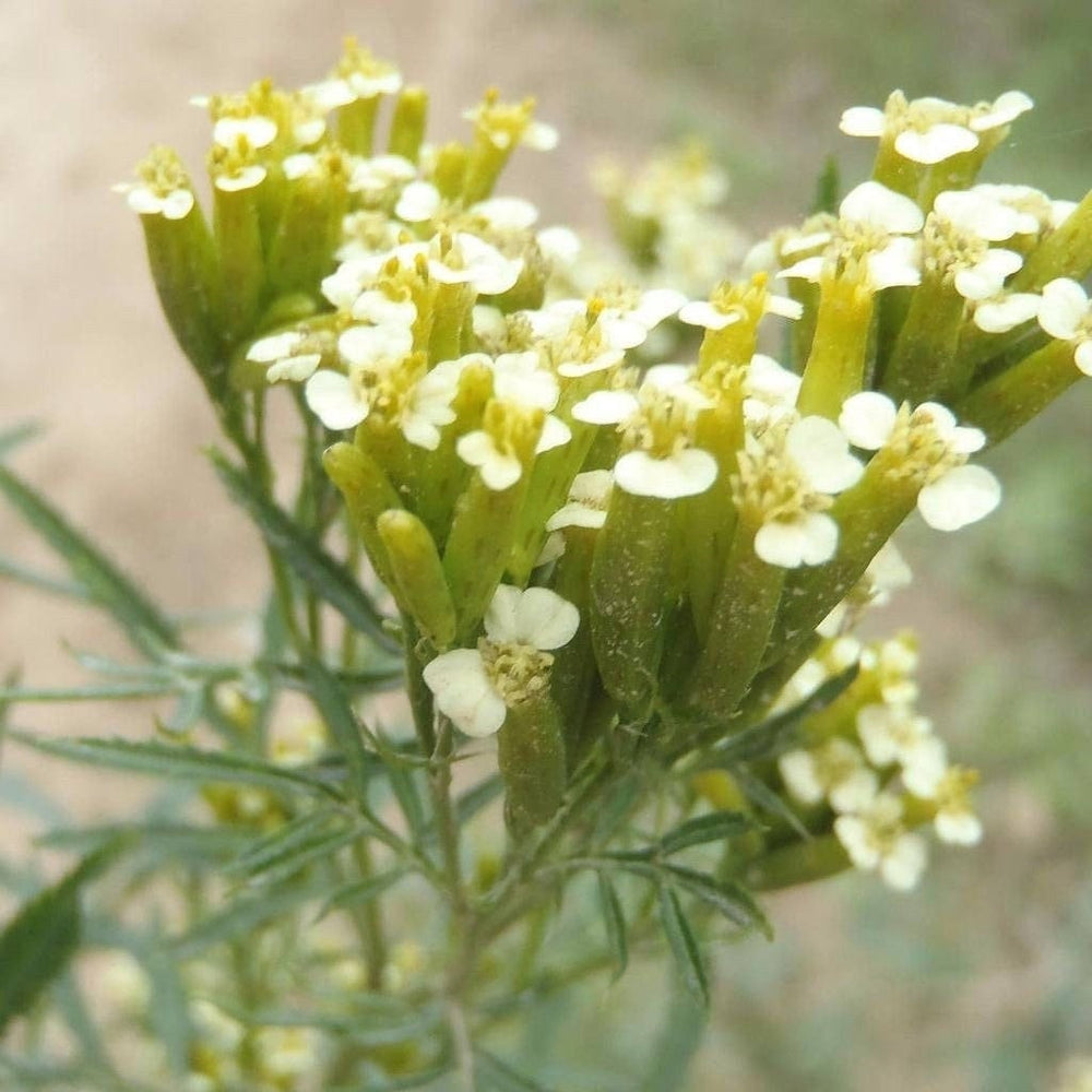 Seeds - huacatay mexican marigold flower
