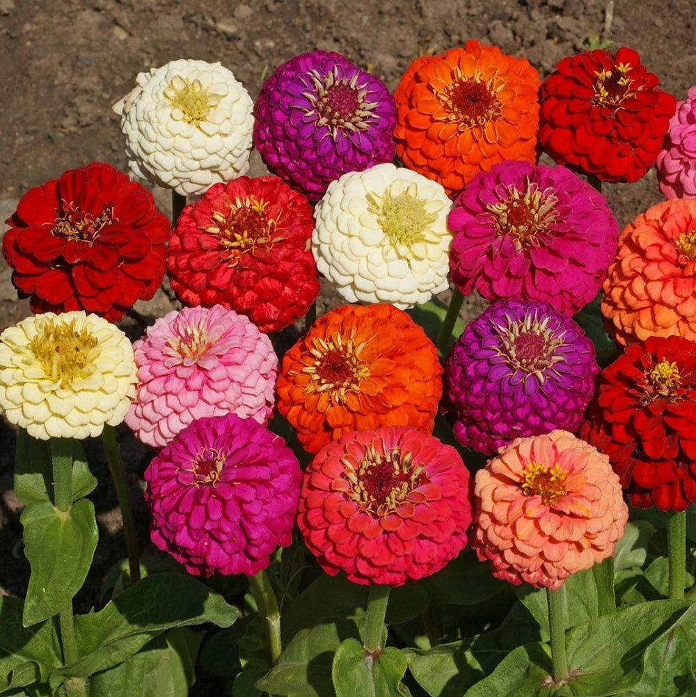 Seeds - zinnias lilliput mix flower