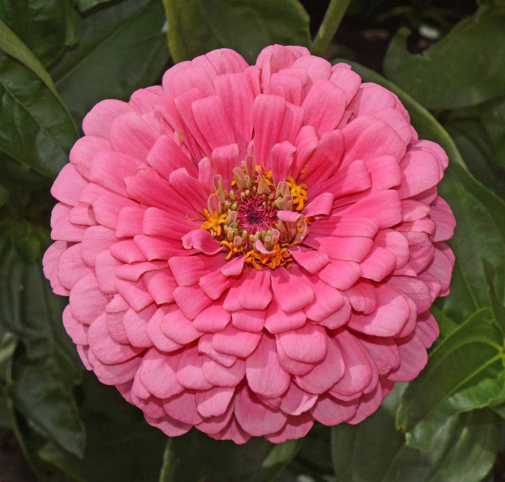 Seeds rose pink zinnia flower