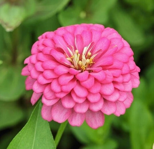 Seeds rose pink zinnia flower