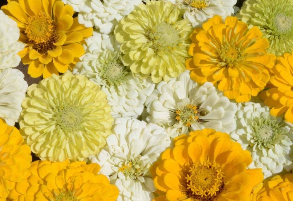 Seeds lemon meringue mix zinnia flower