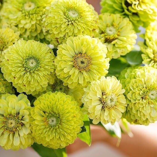 Seeds lemon meringue mix zinnia flower