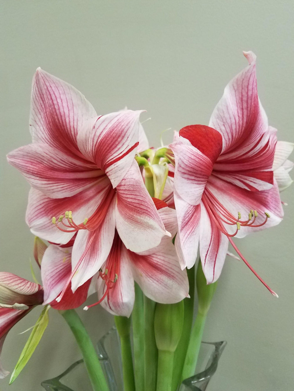 Gervase Amaryllis Bulb — Green Butterfly Garden