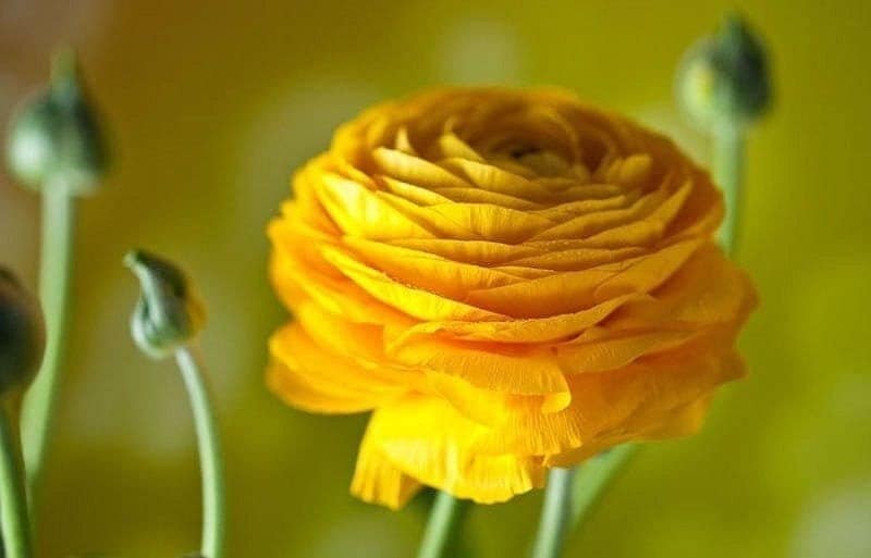 Yellow tecolote ranunculus corm bulb