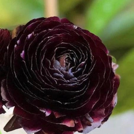 Amandine black ranunculus large 5/6 size corms bulbs