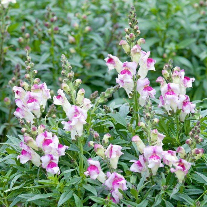 Live plant - snapdragons Lipstick Silver — Green Butterfly Garden