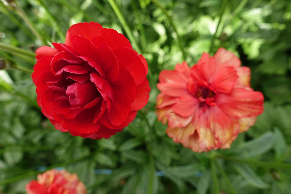 Live Plant Butterfly ranunculus Hades