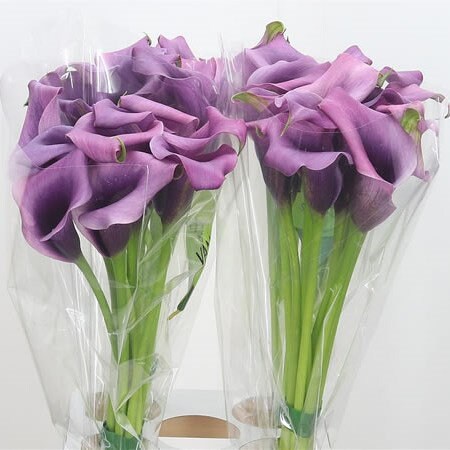 Paco lavender calla lily bulb rhizome