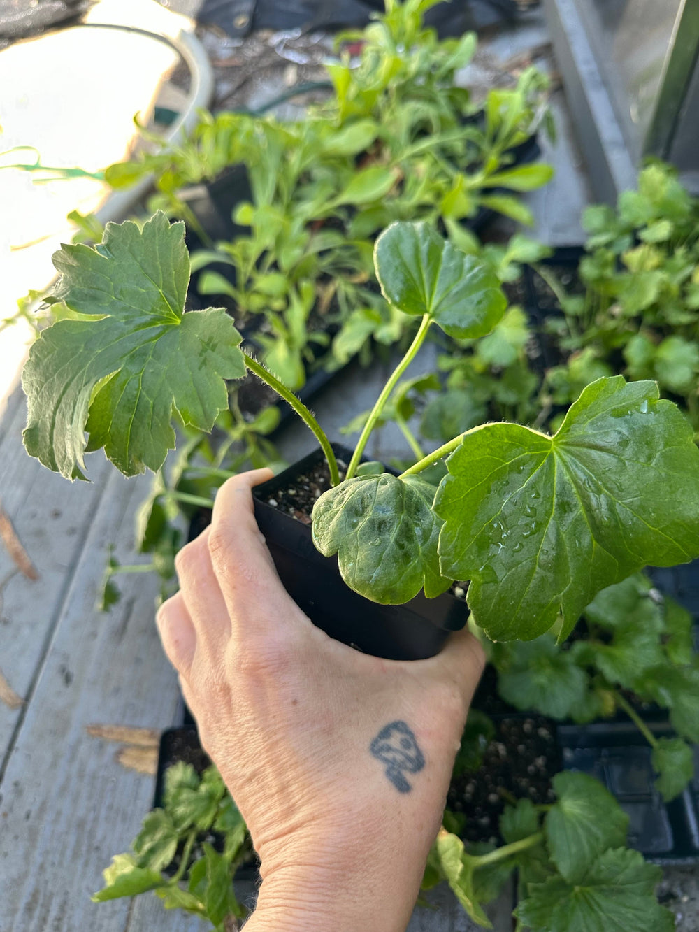 Live Plant Butterfly ranunculus Artemis