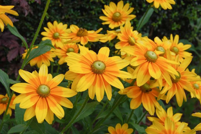 Live Plant Irish Eyes Rudbeckia Black Eyed Susan potted