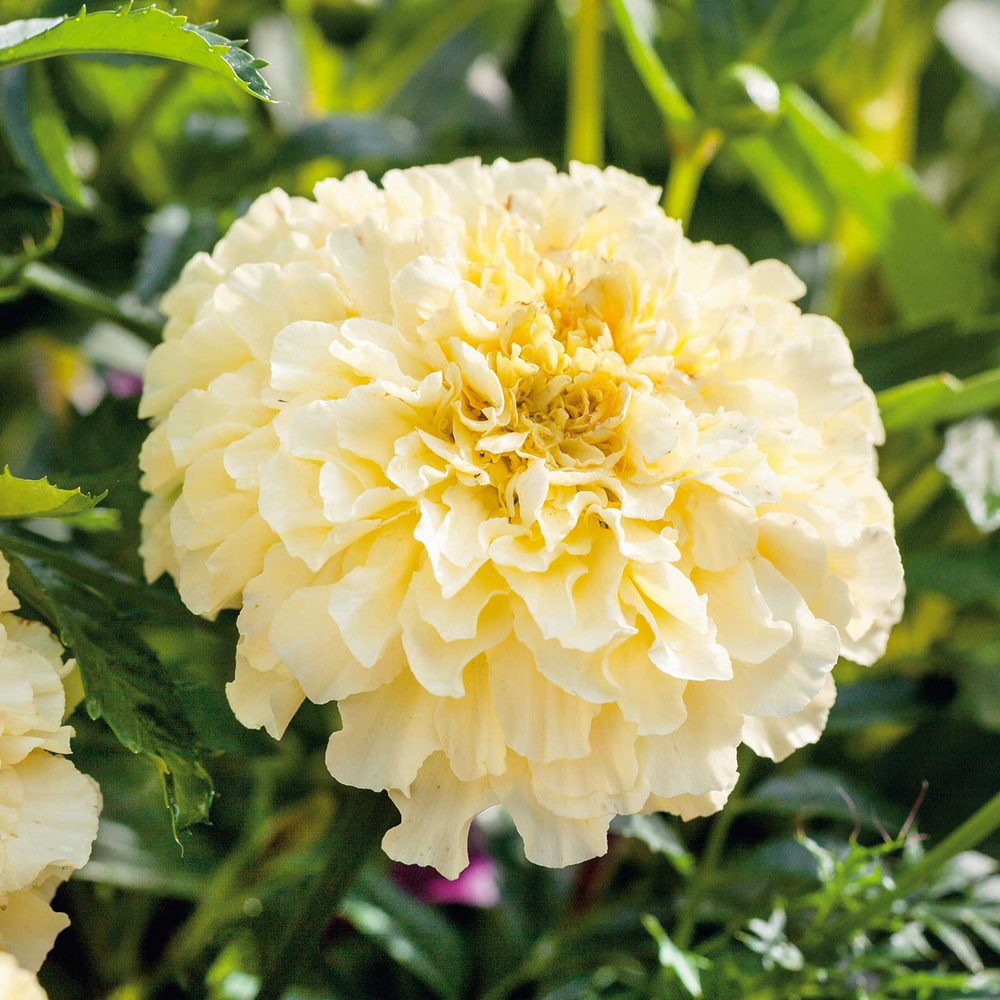 Live plant - Moonlight Dwarf Marigold potted