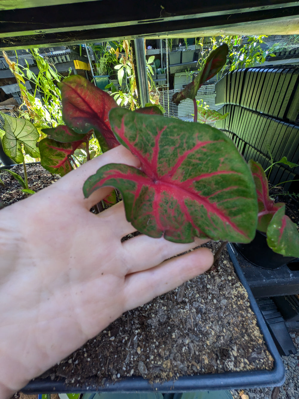 Live plant - Brandywine Caladium Plant potted