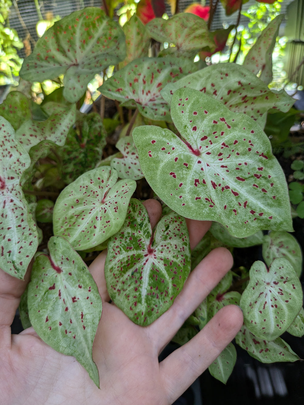 Live plant - Miss Muffet Caladium Plant potted