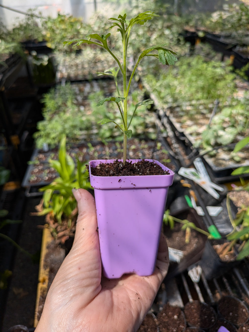 Live Plant - didiscus blue lace flower mix flower potted