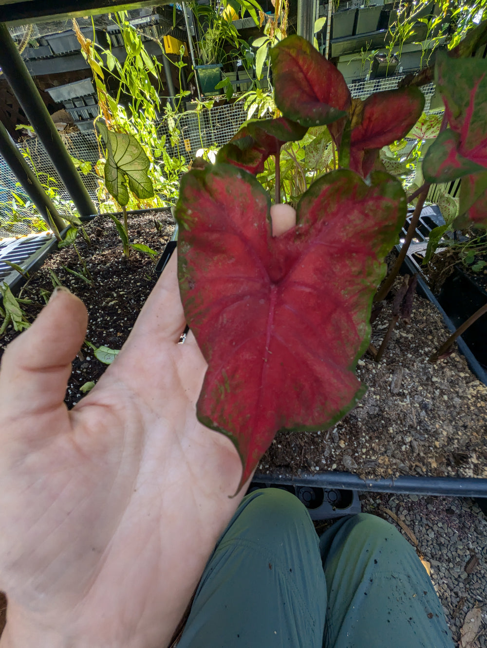 Live plant - Brandywine Caladium Plant potted