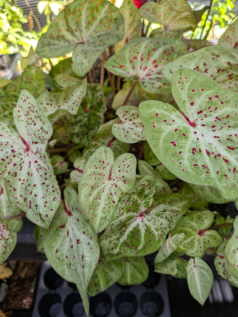 Live plant - Miss Muffet Caladium Plant potted