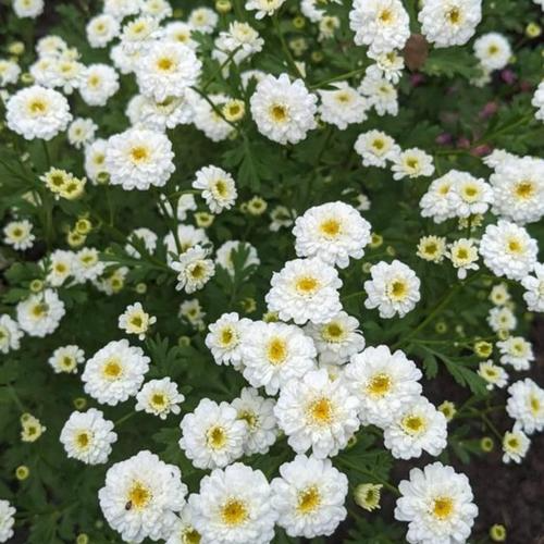 Live Plant Tetra White Feverfew potted