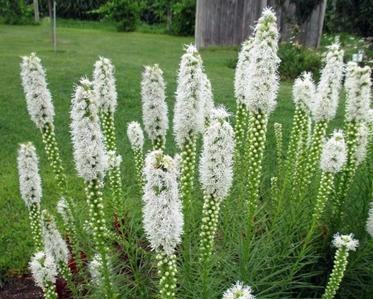 Live Plant - White Liatris Blazing Star potted