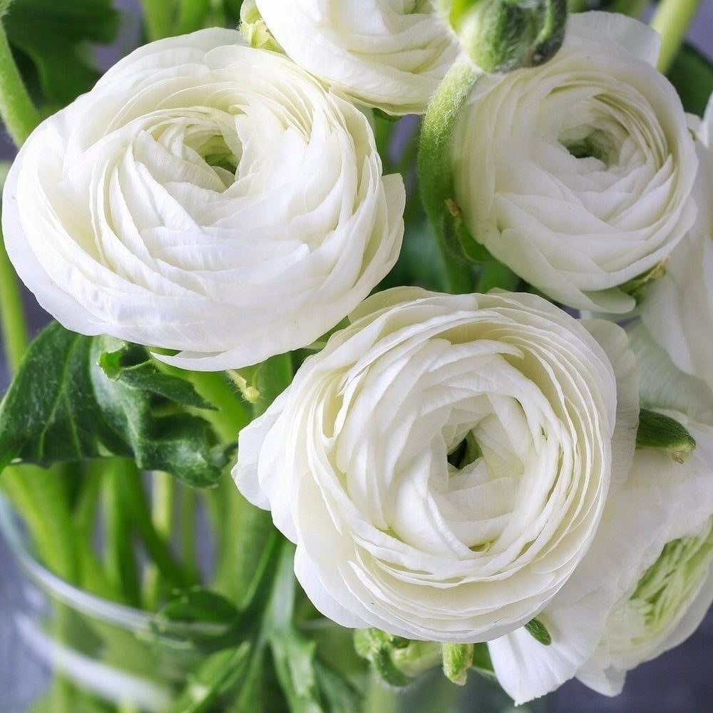 Jumbo white tecolote ranunculus live plant