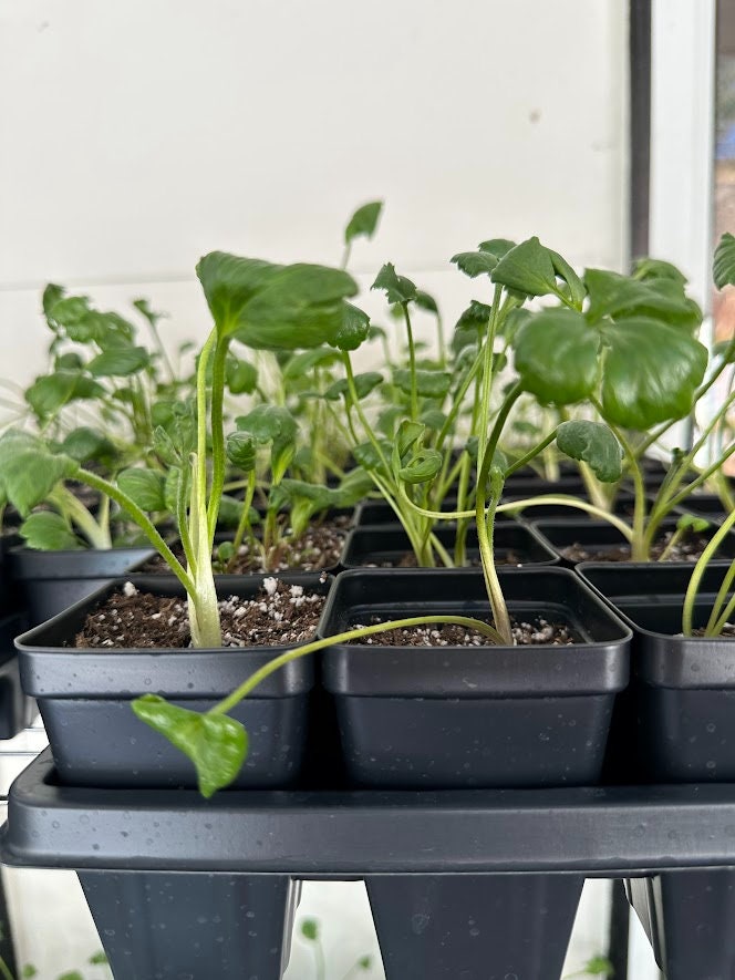 Jumbo white tecolote ranunculus live plant