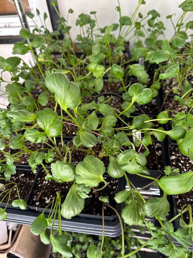 Jumbo white tecolote ranunculus live plant