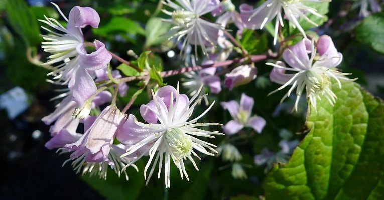 Live plant mrs. robert brydon clematis vine potted plant