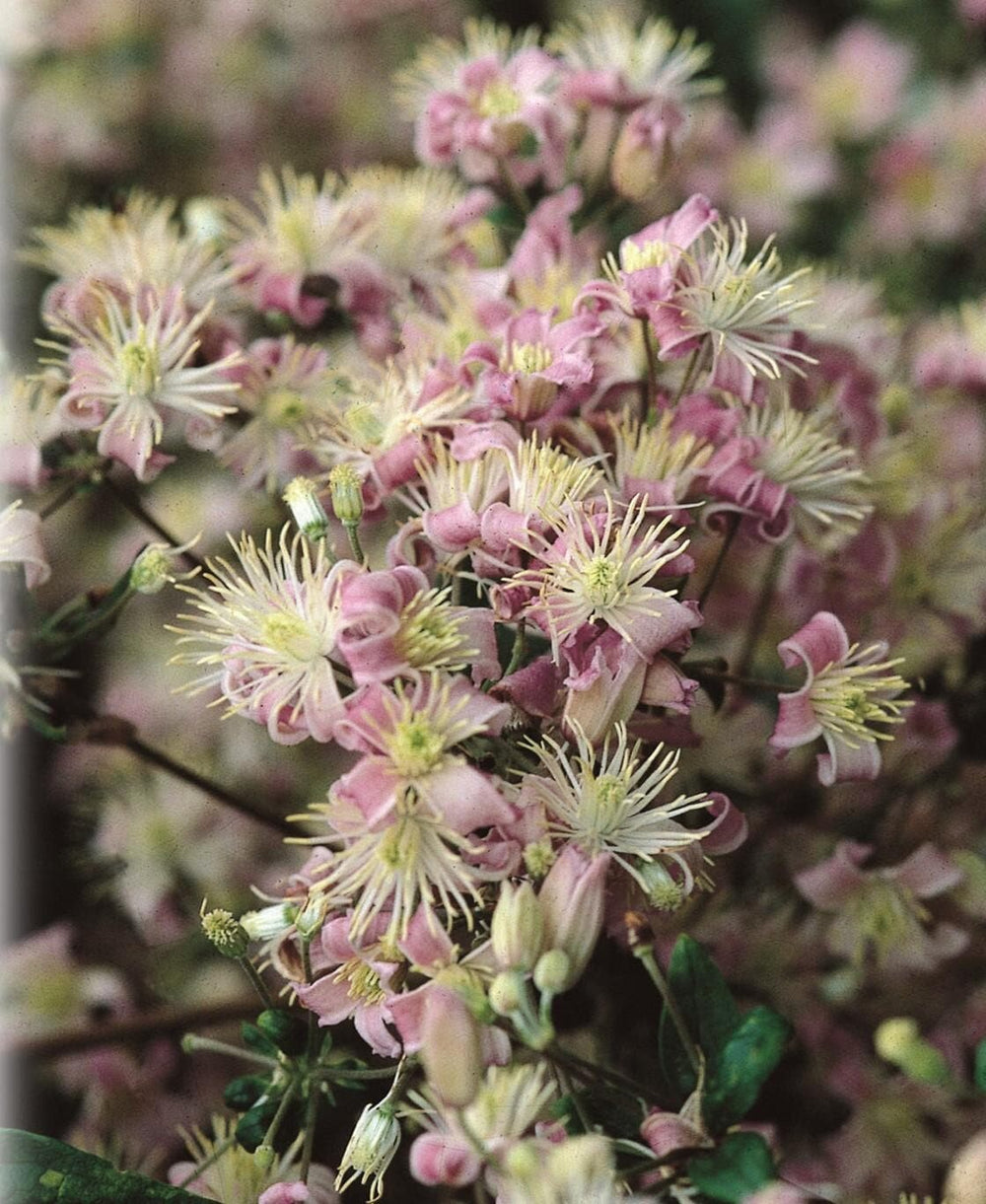 Live plant mrs. robert brydon clematis vine potted plant