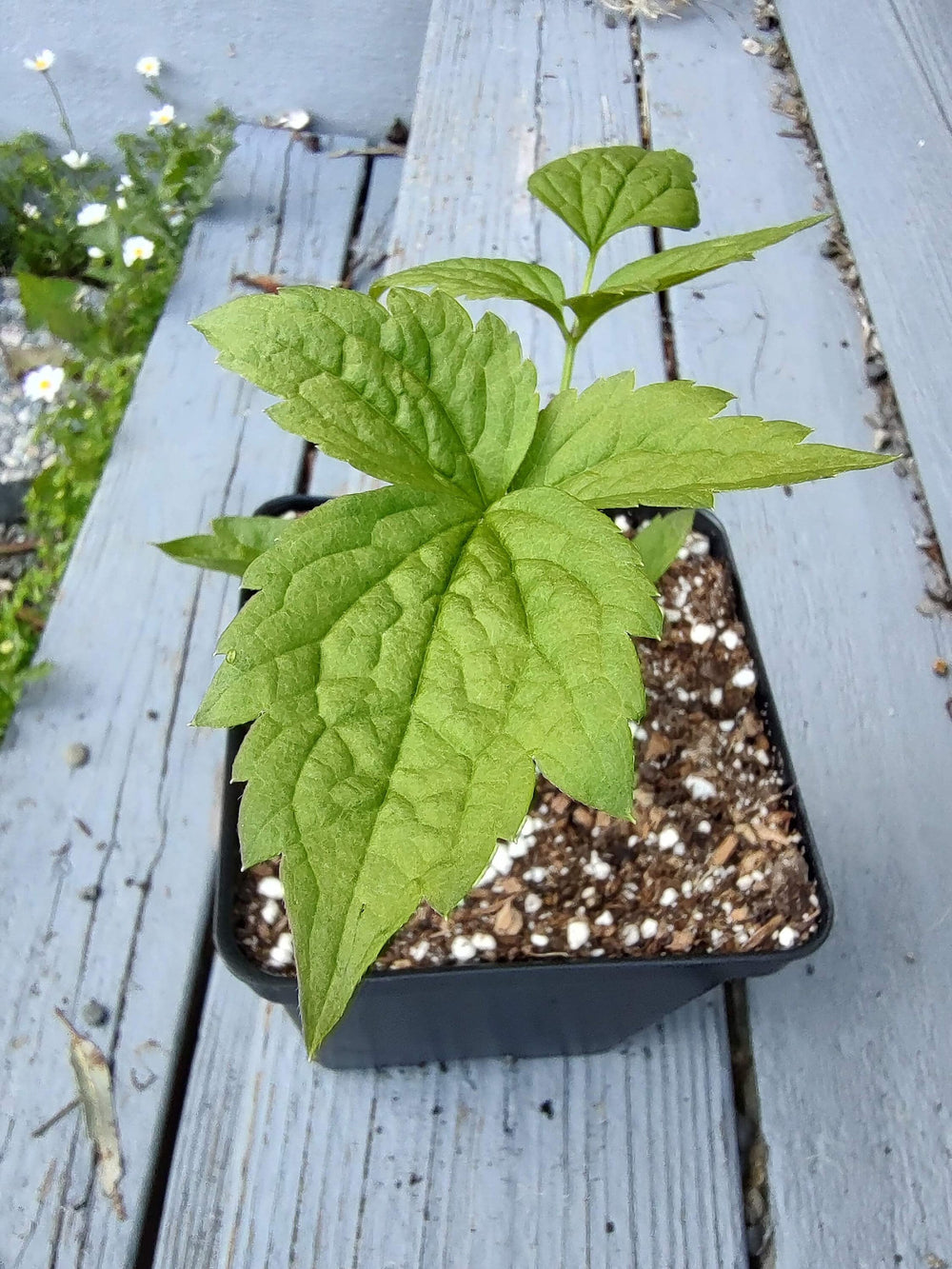 Live plant mrs. robert brydon clematis vine potted plant